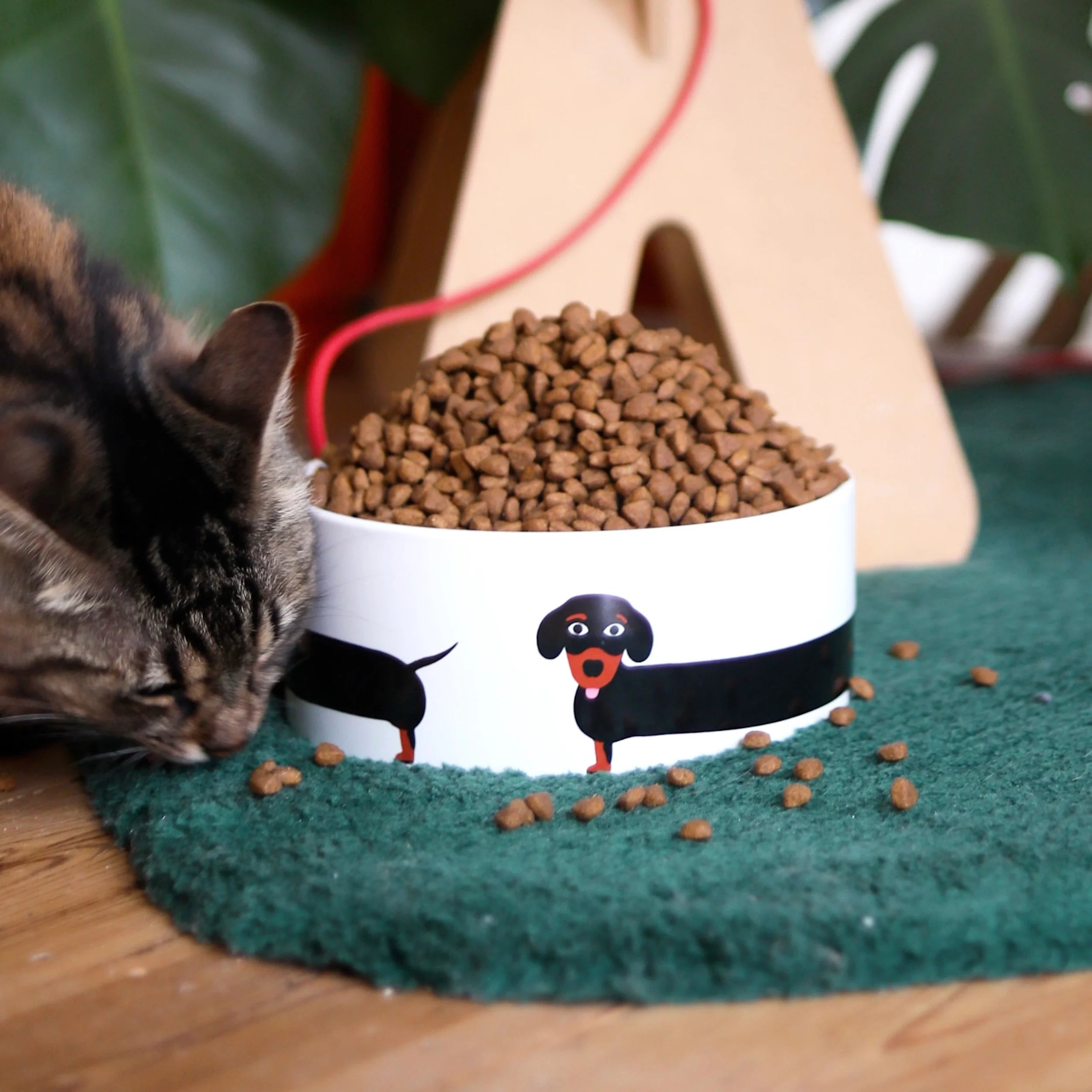 Gamelle pour chien - Teckel