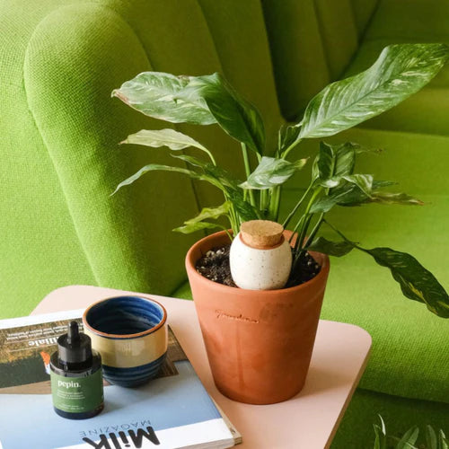 Arroseur pour Plantes Olla hydratante - Blanc grainé